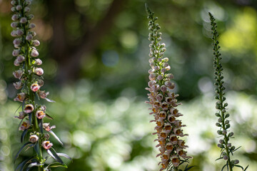 beautiful plants with bokeh in background