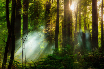 Sunbeams shine through a foggy redwood forest in California at sunset