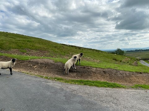 Sheep on the moor edge near, Hetton, Skipton, UK