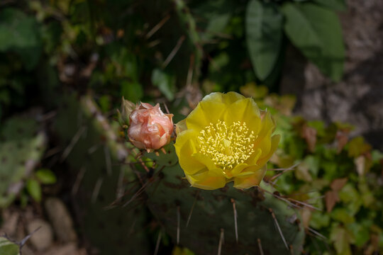 cacctus flower pink yellow macro