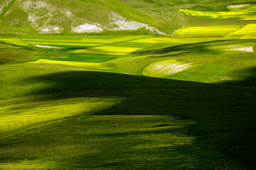 The beginning of flowering around Castelluccio di Norcia (June 2020): fields in lavish color, with red poppies, yellow rapeseed and other flowers.