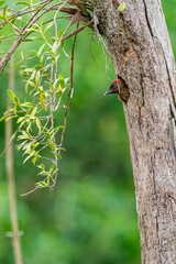 Banded woodpecker chick looking around the area from the nest