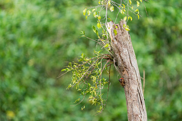Banded woodpecker chick waiting for mother bird.