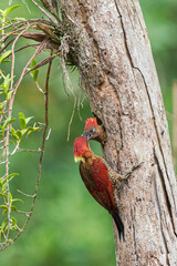 Mother banded woodpecker feeding her baby chicks