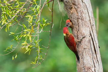 Mother banded woodpecker feeding her baby chicks