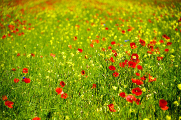 The beginning of flowering around Castelluccio di Norcia (June 2020): fields in lavish color, with red poppies, yellow rapeseed and other flowers.