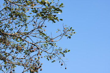 branches of a tree against blue sky