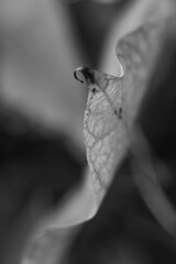 Liść czarno-biały światłocień