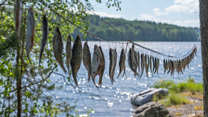 Fototapeta premium Dried river fish hanging in the sun on hooks against the background of wild nature.