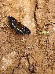 butterfly on the ground