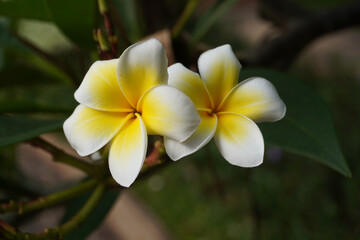 White and yellow flowers. Cambodia flower in the garden. Bali. 