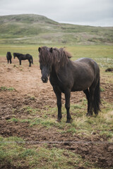 Icelandic horse in the field of scenic nature landscape of Iceland. The Icelandic horse is a breed of horse locally developed in Iceland as Icelandic law prevents horses from being imported.