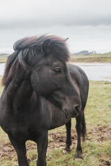 Icelandic horse in the field of scenic nature landscape of Iceland. The Icelandic horse is a breed of horse locally developed in Iceland as Icelandic law prevents horses from being imported.