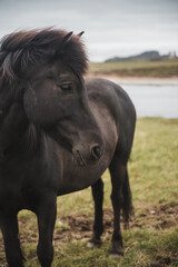 Icelandic horse in the field of scenic nature landscape of Iceland. The Icelandic horse is a breed of horse locally developed in Iceland as Icelandic law prevents horses from being imported.