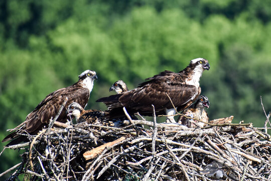 Osprey nest 