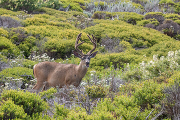 Deer California Coast 
