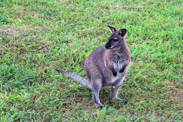 Kangaroo in the grass looking to the side in zoo park