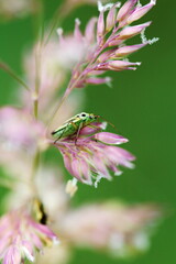 Macro photos of bugs in a meadow in Ontario, Canada. during the summer season.