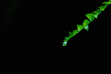 A single fern stem with a water droplet at the end on a black background with copy space. The leaves are coming from the right of the frame.