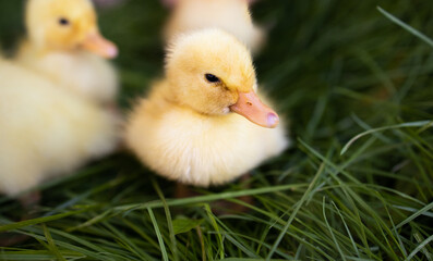 little yellow duck sitting on the grass
