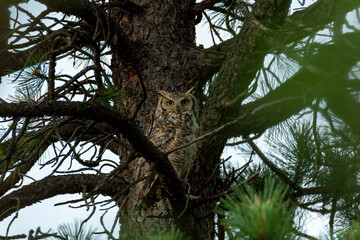 Fototapeta premium Great horned owl roosting in pine tree 