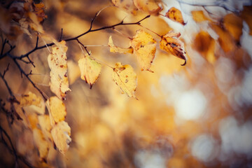 Yellow-gold autumn leaves
