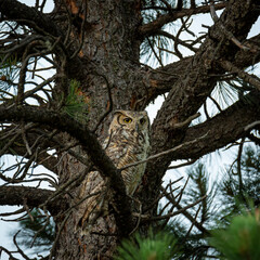 Great horned owl roosting in pine tree