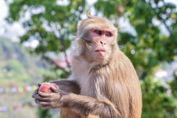 Monkey eating an apple 