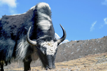 Yak grazing on the field in hilly region