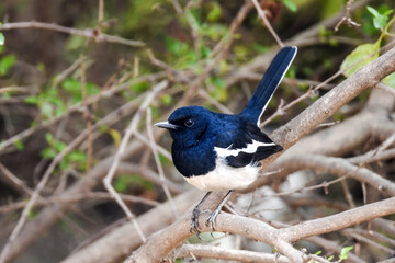 A bird on small branch of tree