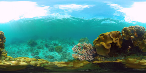 Underwater Scene Coral Reef 360VR. Tropical underwater sea fishes. Virtual tour 360. Panglao, Philippines.