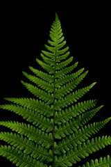 Farne vor schwarzem Hintergrund im Hochformat