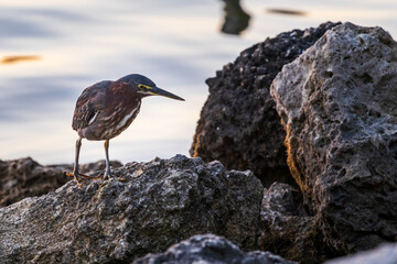 Little Green Heron hunting on top of rock at local national park.