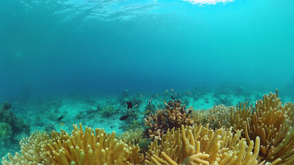Coral garden seascape and underwater world. Colorful tropical coral reefs. Life coral reef. Panglao, Bohol, Philippines.