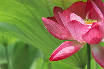 鮮やかなピンクのハスの花