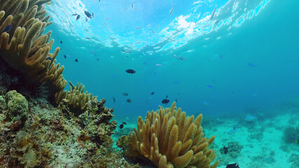 Underwater fish reef marine. Tropical colorful underwater seascape with coral reef. Panglao, Bohol, Philippines.
