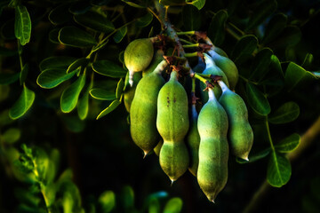 green pears on tree