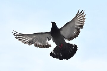 black headed gull