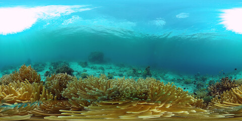 Fototapeta na wymiar Tropical coral reef 360VR. Underwater fishes and corals. Panglao, Philippines.