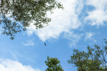 bird in the sky