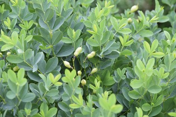 Siberian lupin (Thermopsis lupinoides) is a Fabaceae perennial plant that grows along the coastline, blooming in early summer and producing legumes after flowering.