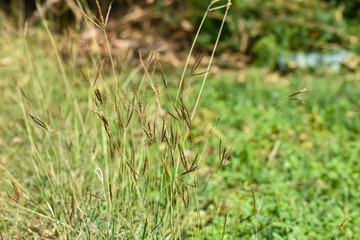 Dichanthium annulatum is a species of grass. It is commonly used as a forage for livestock.
