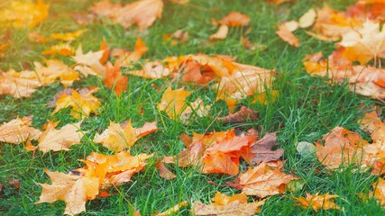 Yellow, orange and red september autumn leaves on ground in beautiful fall park. Fallen golden autumn leaves on green grass in sunny morning light yard, toned photo. October landscape background.