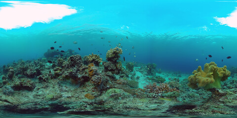 Naklejka na ściany i meble Tropical fishes and coral reef underwater. 360VR foto. Hard and soft corals, underwater landscape. Travel vacation concept
