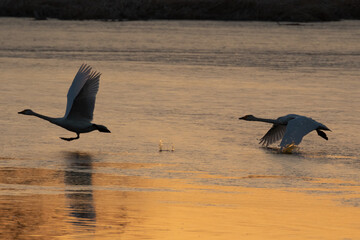 朝焼けの中、湖の上を舞う二羽の白鳥。