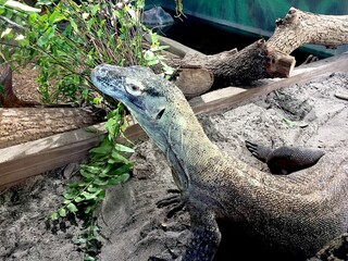 Close up of Komodo dragon on rock
