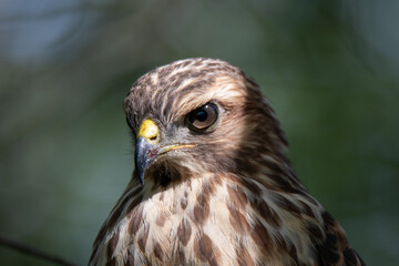Red-shouldered hawk