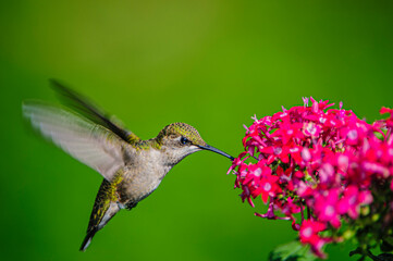 Naklejka na ściany i meble hummingbird feeding on a flower