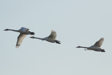 空を舞う白鳥の群れ