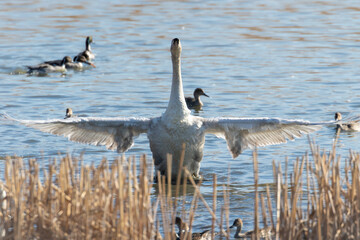 鳴き声を上げ、十字の形になる白鳥。